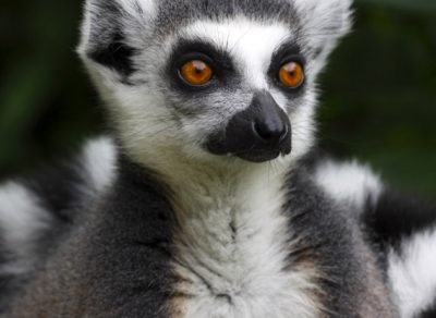 Madagascar Tours